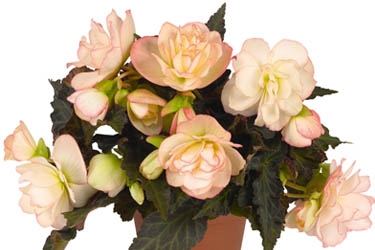 Begonia Unstoppable Variety Image Miss Montreal.jpg